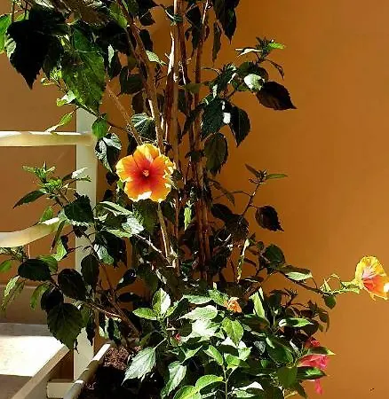 Casa Dominova De Luxe Gasthuis Sorrento