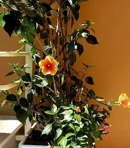 Casa Dominova De Luxe Affittacamere Sorrento